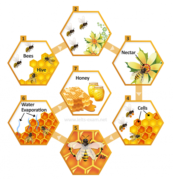 The Diagram Illustrates How Bees Produce Honey Summarize The ...